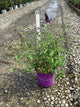 Buddleia ‘Groovy Grape'