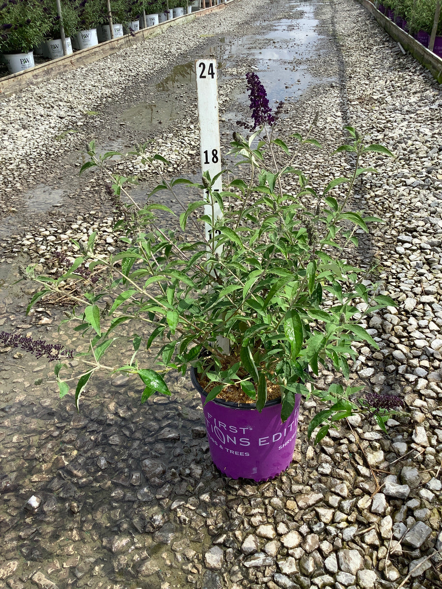 Buddleia ‘Groovy Grape'