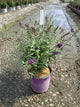 Buddleia ‘Psychedelic Sky'