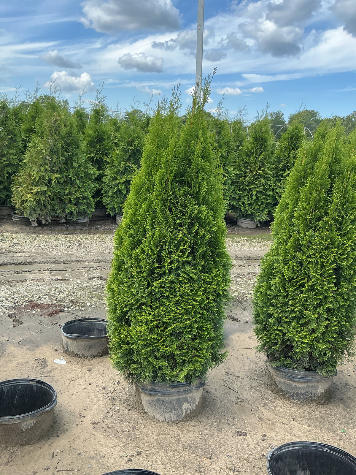 Thuja occidentalis 'Smaragd'