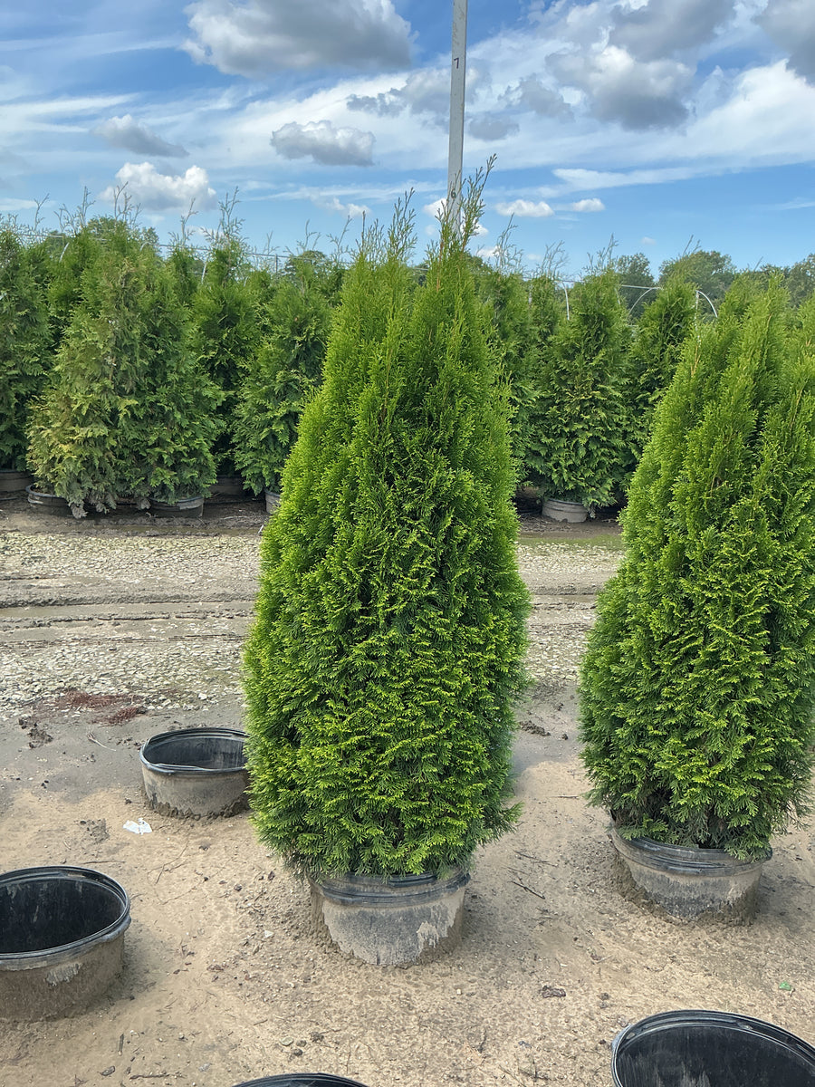 Thuja occidentalis 'Smaragd'