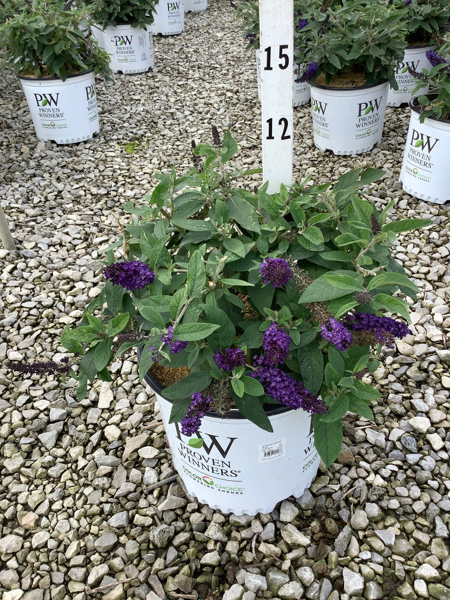 Buddleia 'Pugster Blue'