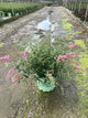 Buddleia 'Pink Cascades'