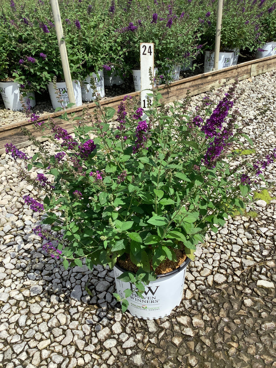 Buddleia x ’Miss Violet’