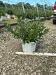 Aronia 'Low Scape Mound'