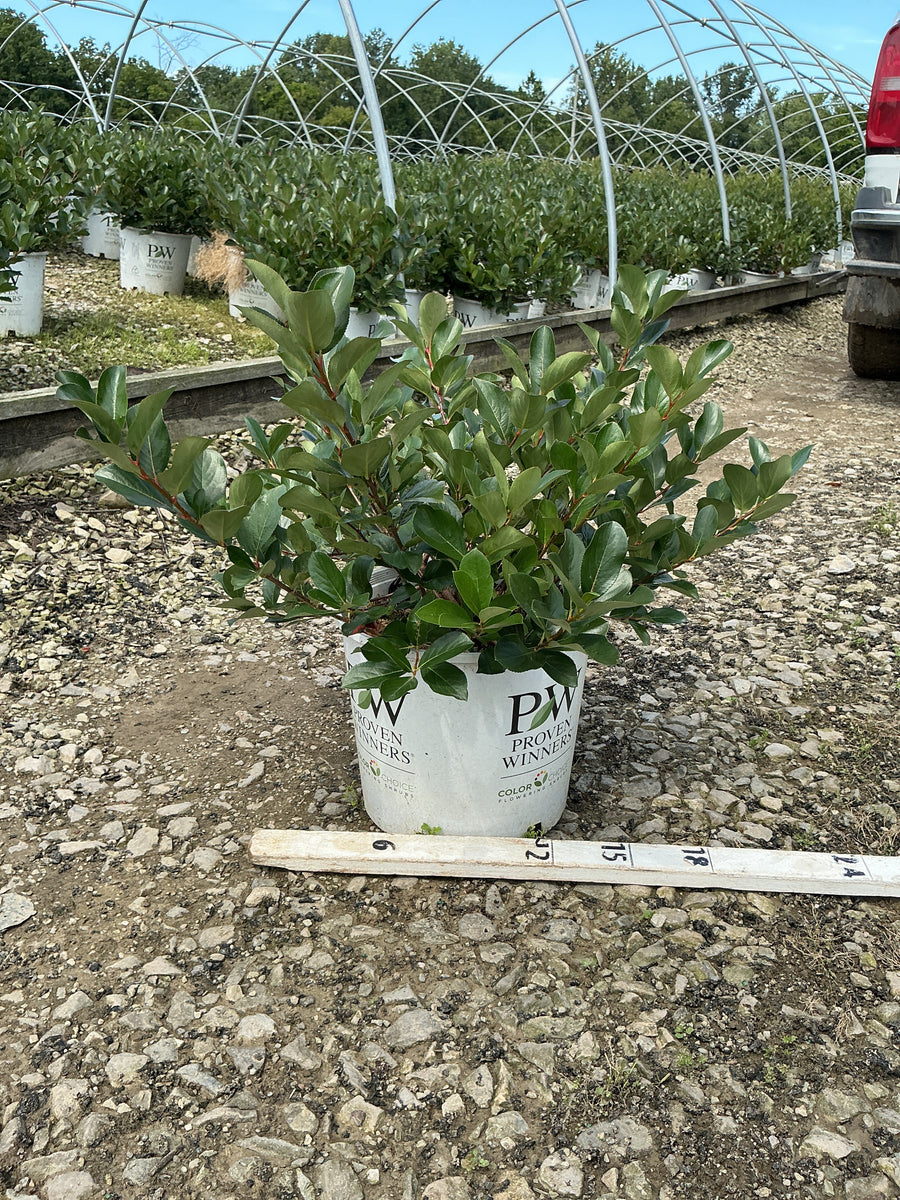 Aronia 'Low Scape Mound'