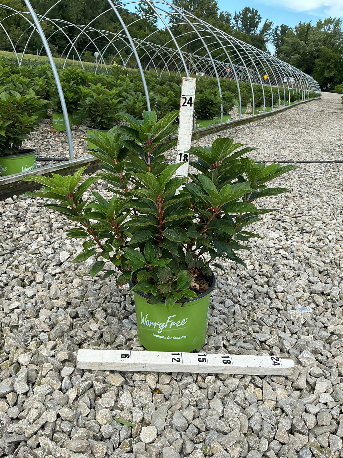 Hydrangea 'P Early Evolution'