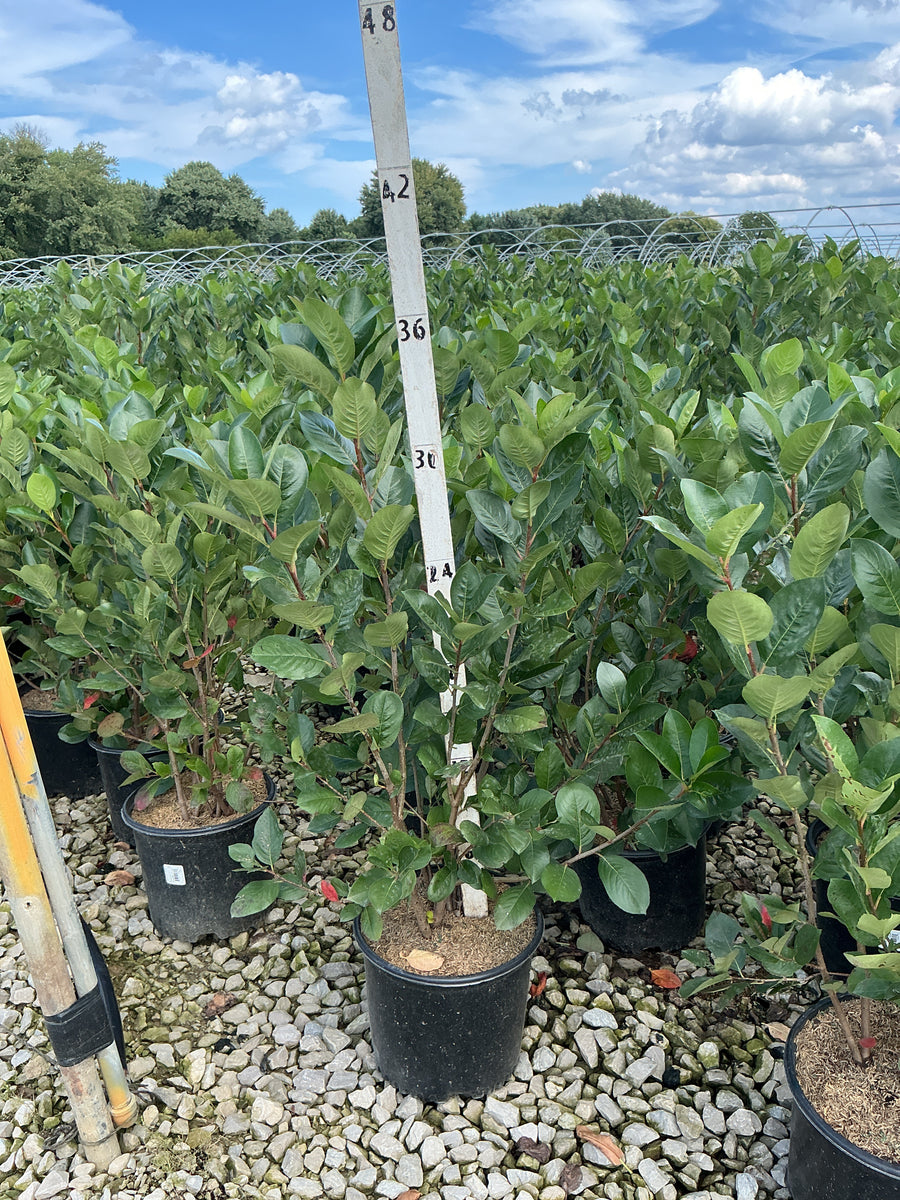 Aronia melanocarpa 'Viking'
