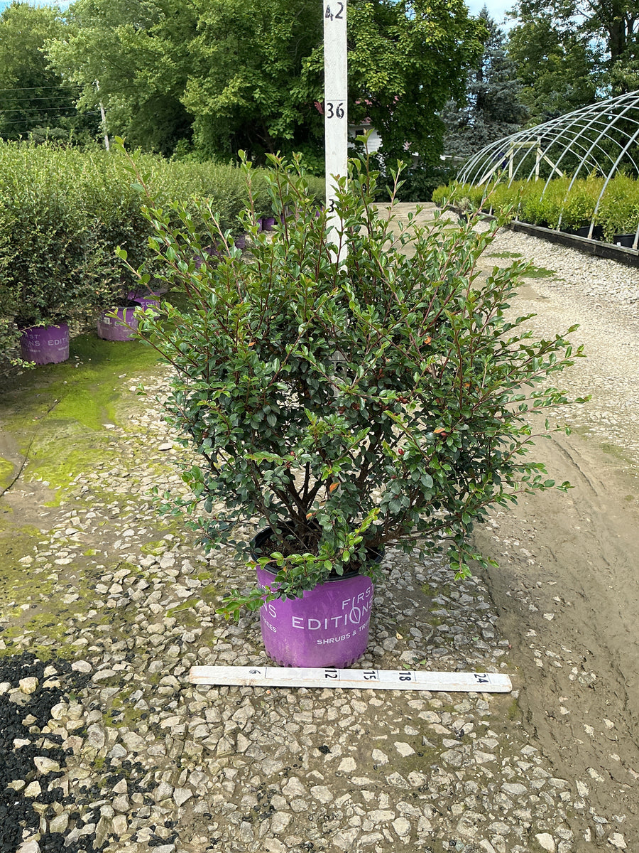 Cotoneaster 'Autumn Inferno'