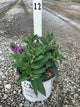 Buddleia 'Pugster Periwinkle'