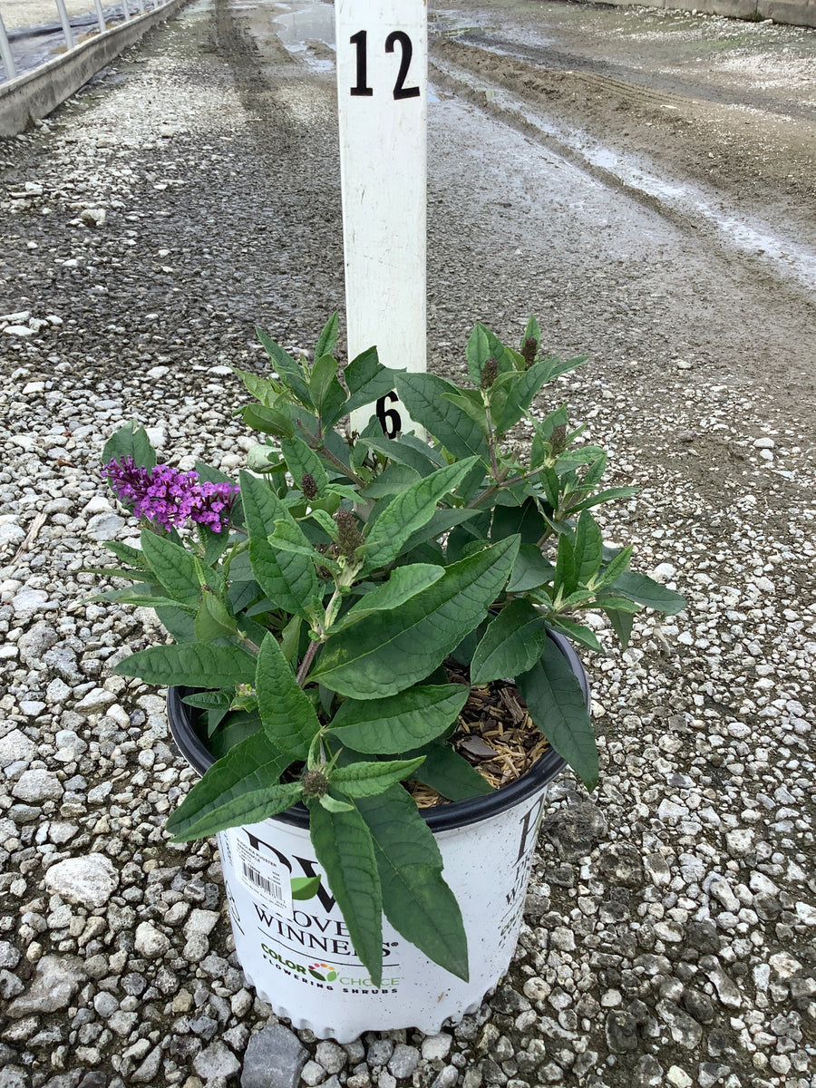 Buddleia 'Pugster Periwinkle'