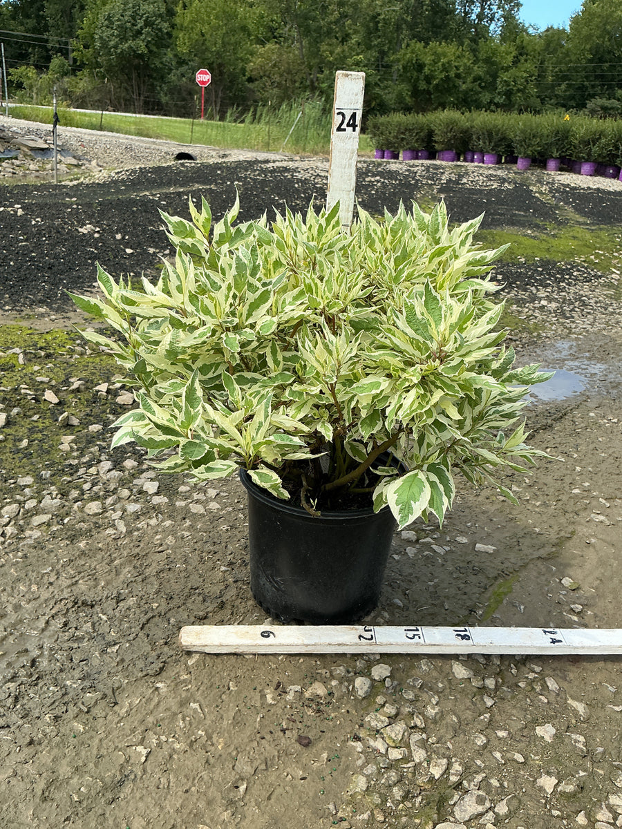 Cornus alba 'Bailhalo'