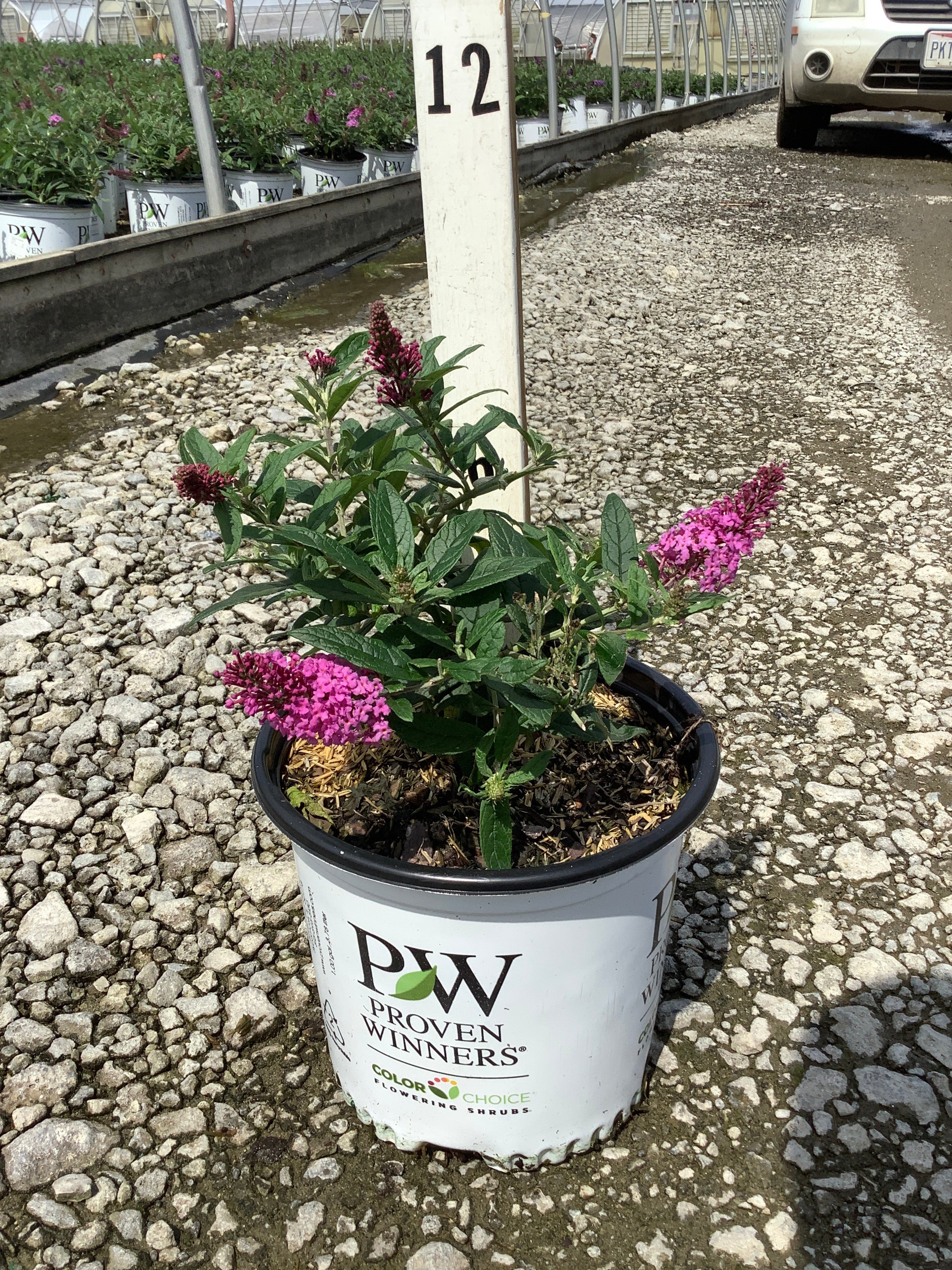 Buddleia 'Pugster Pinker'