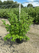 Cornus stolonifera 'Baileyi'