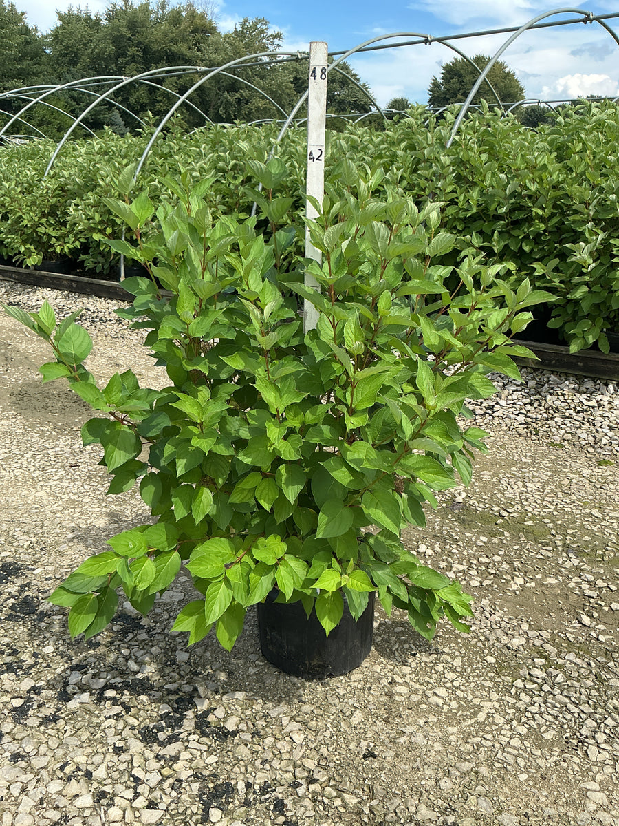 Cornus stolonifera 'Baileyi'