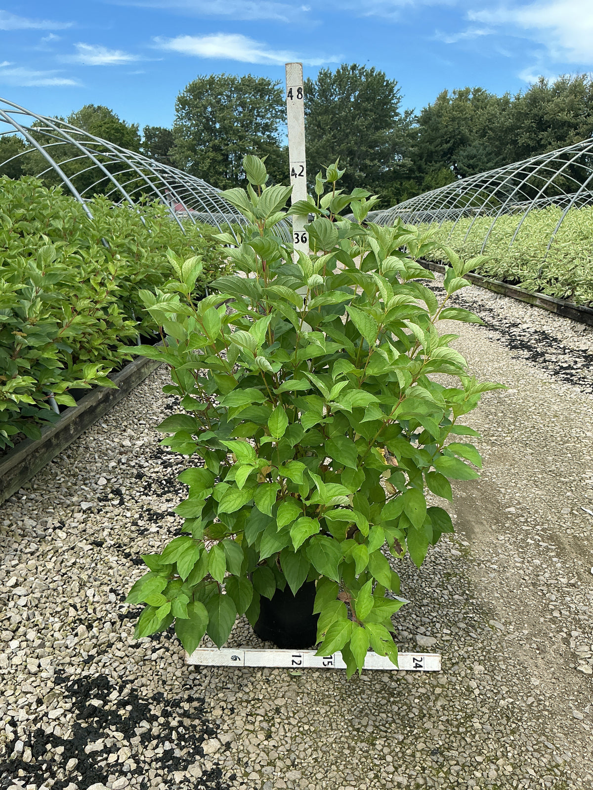 Cornus stolonifera 'Baileyi'
