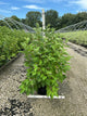 Cornus stolonifera 'Baileyi'