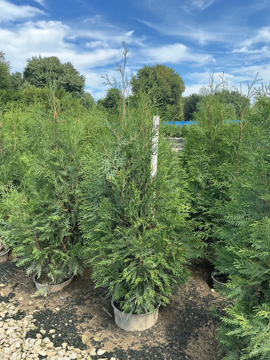 Thuja occidentalis 'American Pillar'