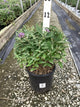 Buddleia davidii ‘Li'l Lavender’ ('BotEx 004')