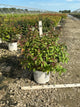 Diervilla sessilifolia 'Kodiak Black'