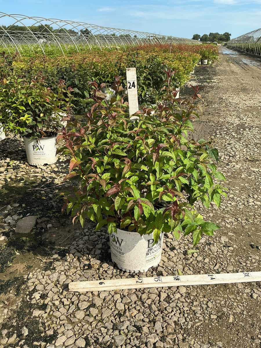 Diervilla sessilifolia 'Kodiak Black'