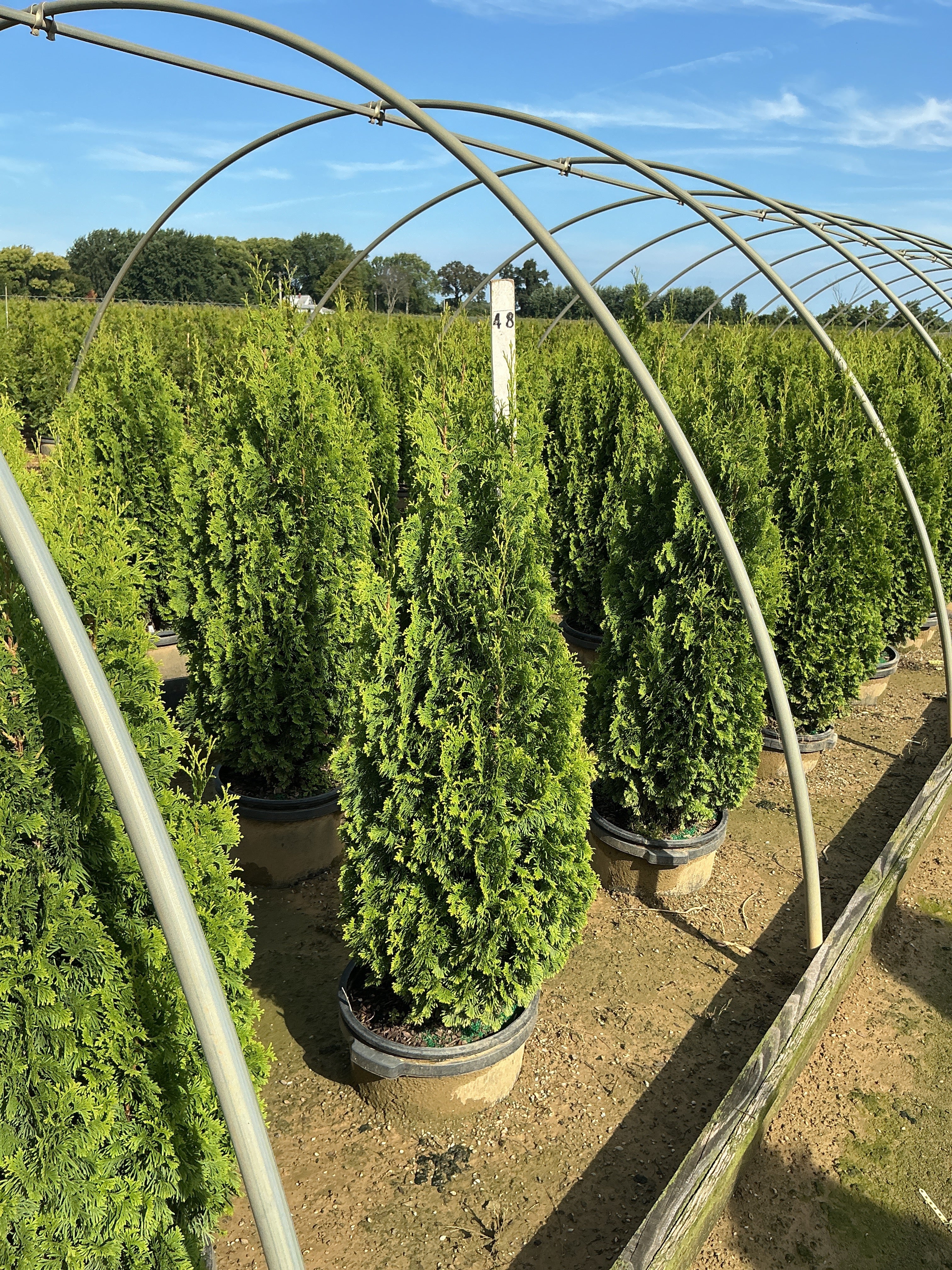 Thuja occidentalis 'Degroots Spire'