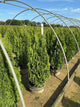 Thuja occidentalis 'Degroots Spire'