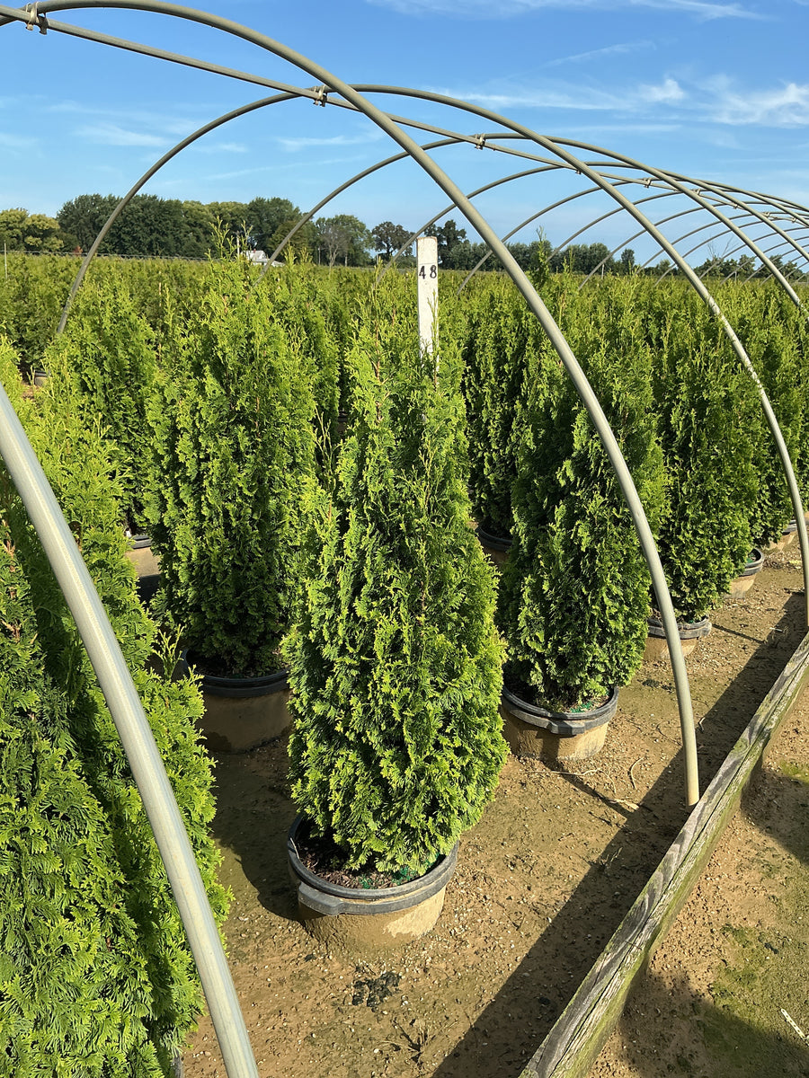 Thuja occidentalis 'Degroots Spire'