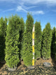 Thuja occidentalis 'Thin Man'