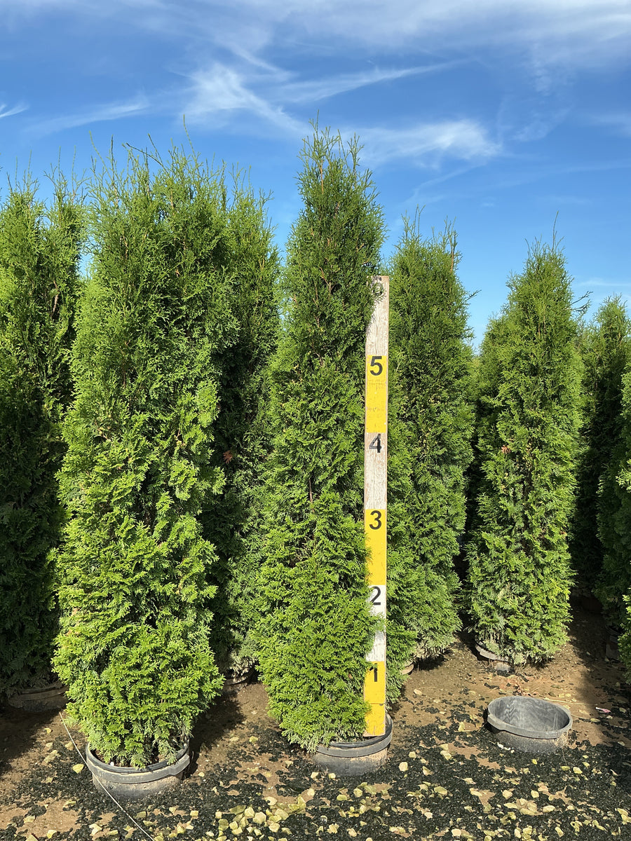 Thuja occidentalis 'Thin Man'