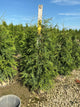 Thuja plicata 'Green Giant'