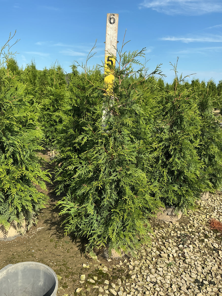 Thuja plicata 'Green Giant'