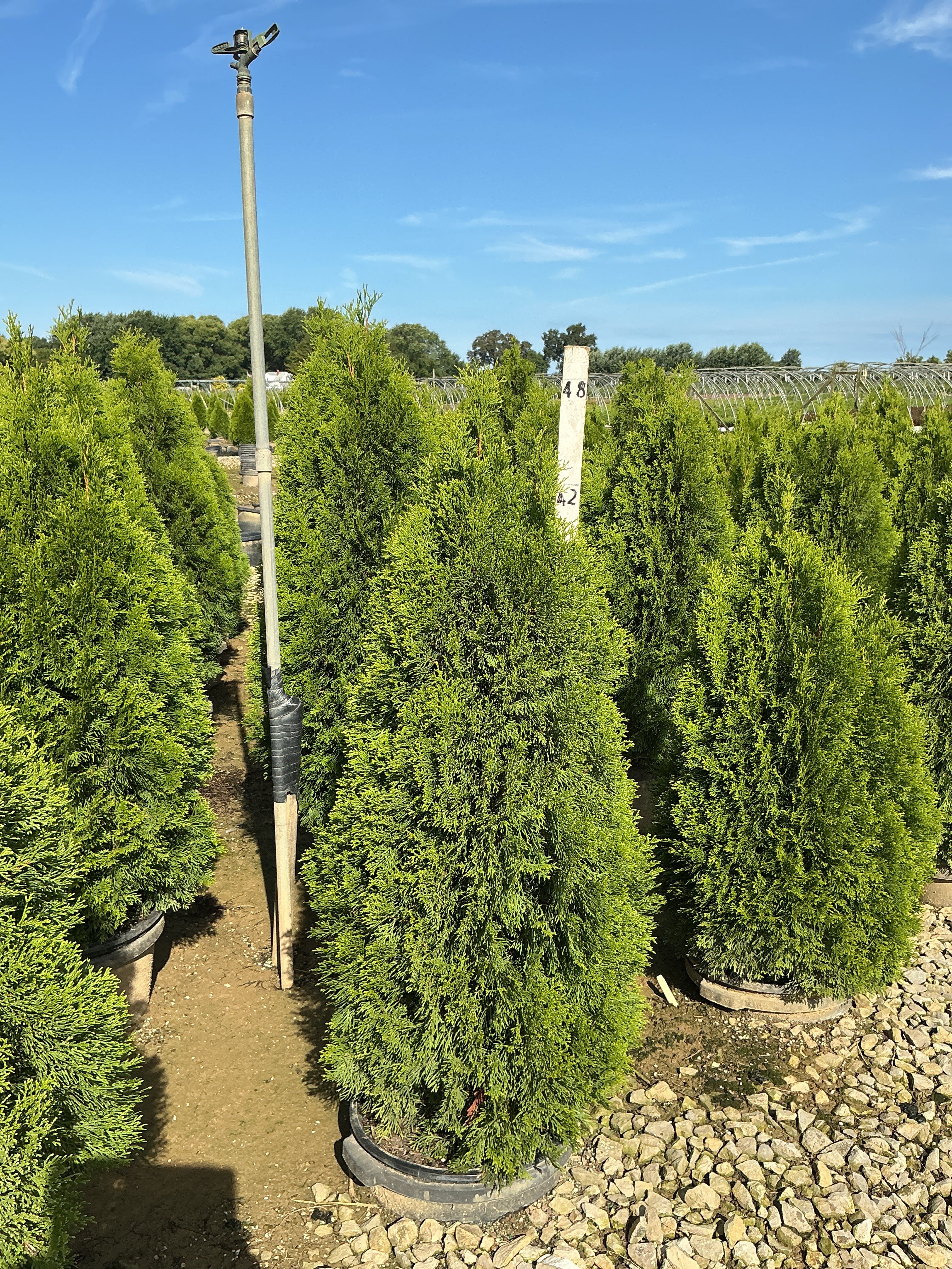 Thuja occidentalis 'Smaragd'