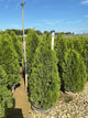 Thuja occidentalis 'Smaragd'