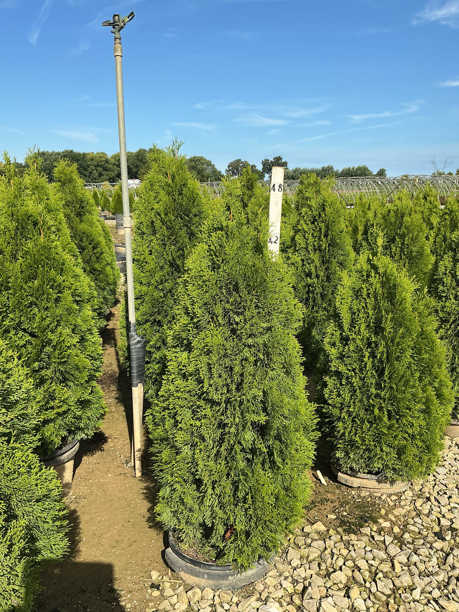 Thuja occidentalis 'Smaragd'