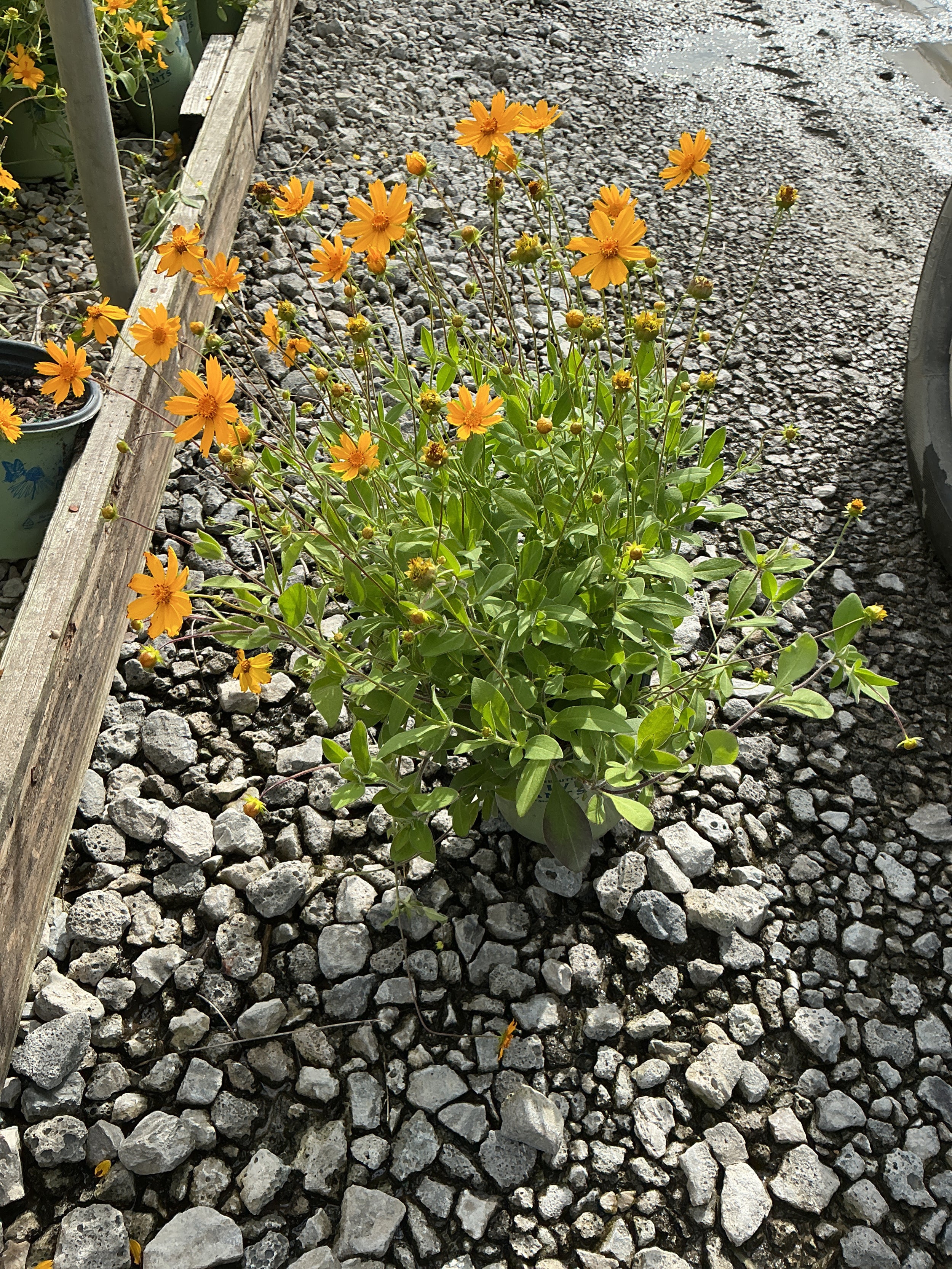 Coreopsis sunshine 'Superman'