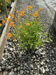 Coreopsis sunshine 'Superman'