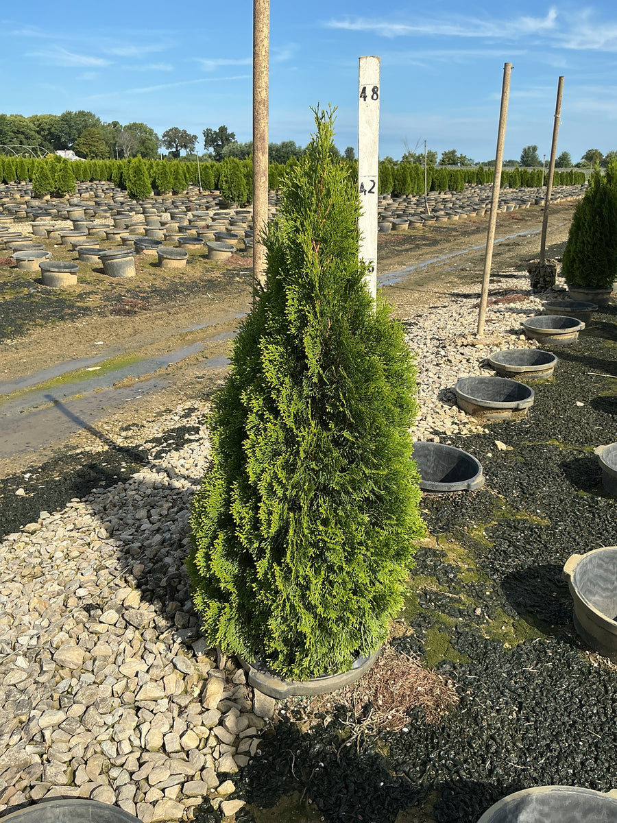 Thuja occidentalis 'Smaragd'