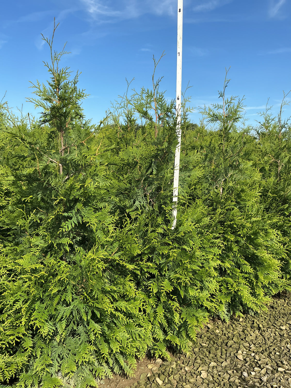 Thuja plicata 'Green Giant'