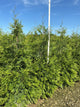 Thuja plicata 'Green Giant'