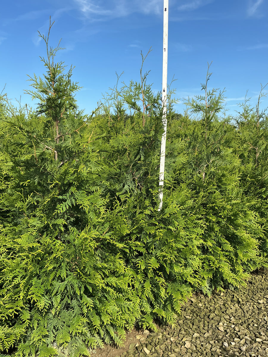 Thuja plicata 'Green Giant'