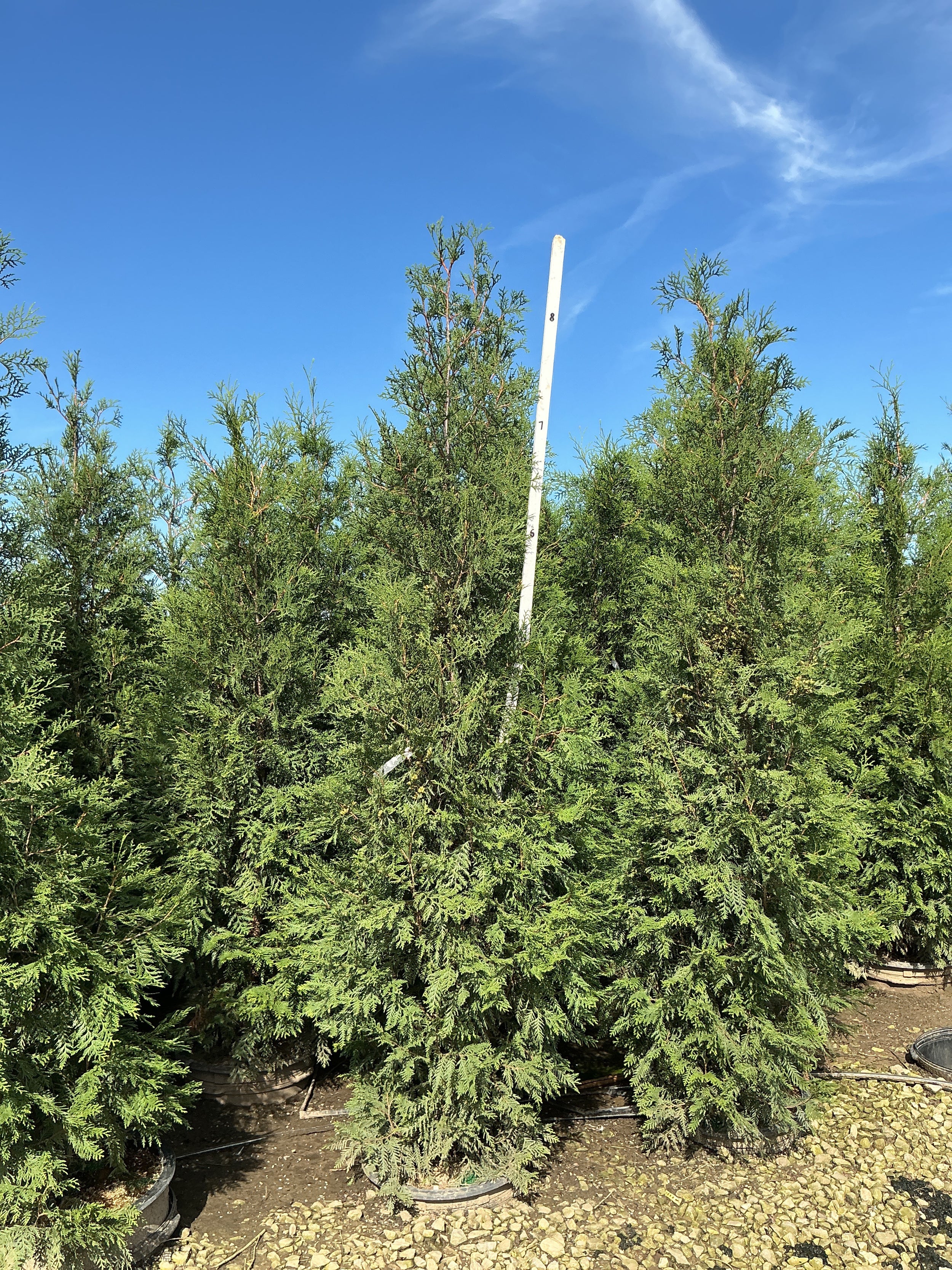 Thuja occidentalis 'Wintergreen'