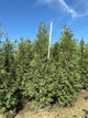 Thuja occidentalis 'Wintergreen'