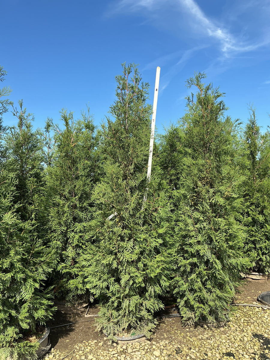 Thuja occidentalis 'Wintergreen'