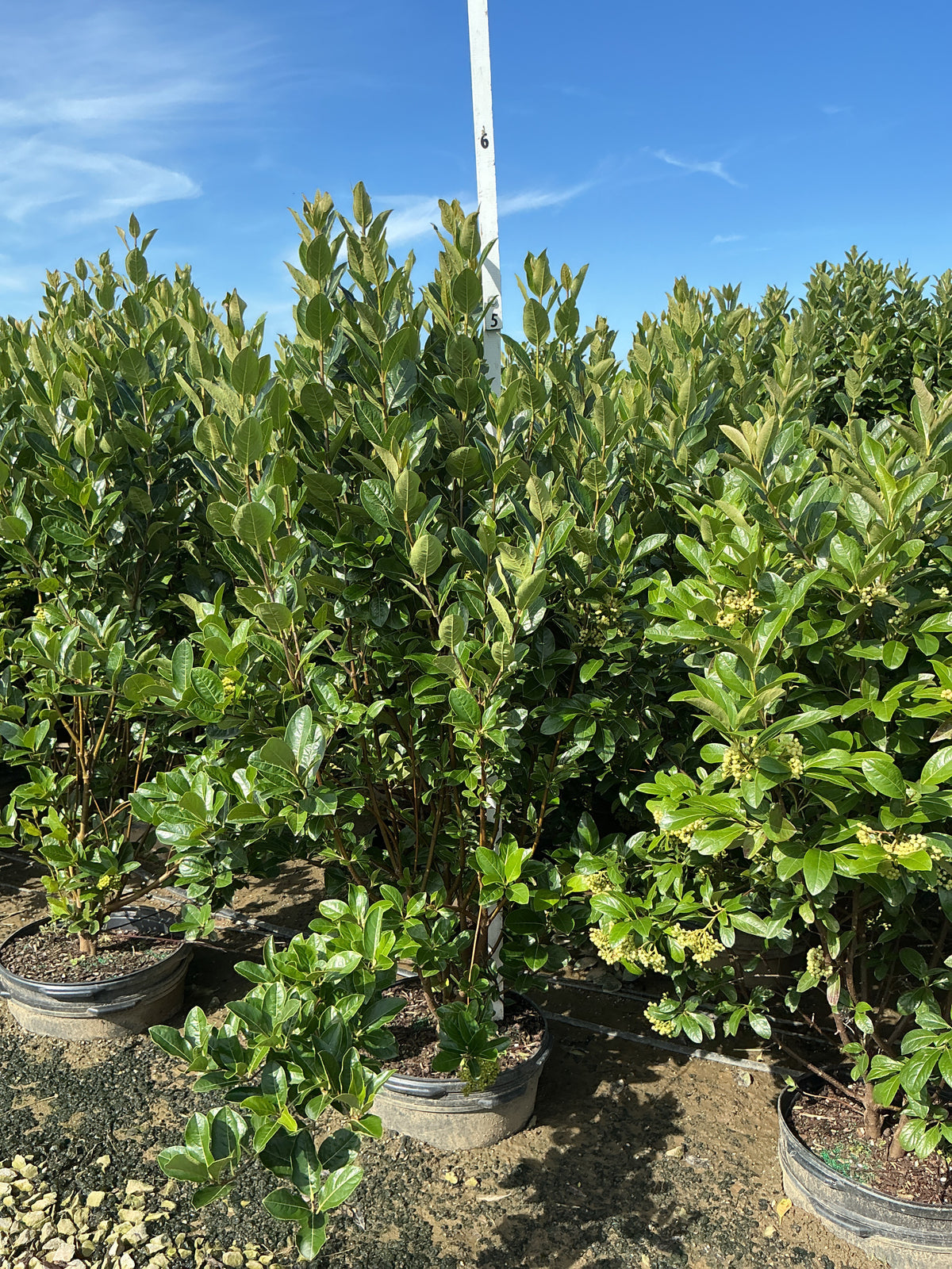 Viburnum nudum 'Winterthur'