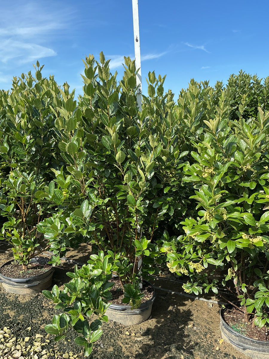 Viburnum nudum 'Winterthur'