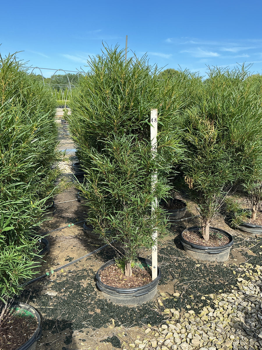 Rhamnus frangula 'Ron Williams'