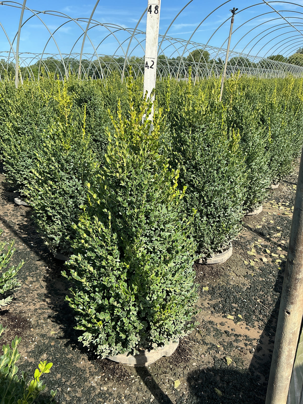 Buxus microphylla 'Green Mountain'