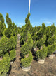 Thuja occidentalis 'Smaragd'