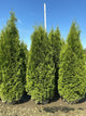 Thuja occidentalis Private Jet  'King of Brabant'